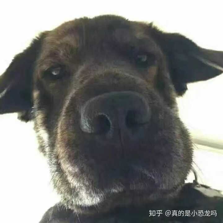 求很凶,不可爱,沙雕闺蜜头像 ?