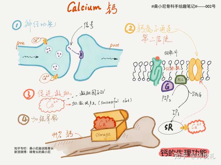 钙的生理功能