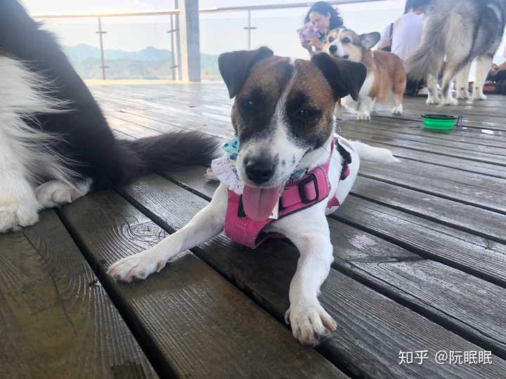 杰克罗素梗犬是一种怎样的狗?