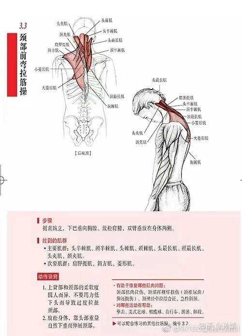 长时间伏案工作的人,颈部后群肌肉会长时… - 知乎