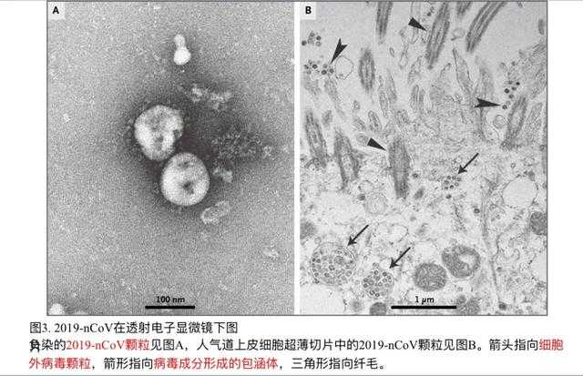 有研究表明,在有些感染细胞内,病毒已经复制成功,但细胞还没有破裂