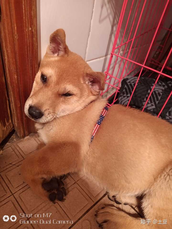 这是土狗还是柴犬?