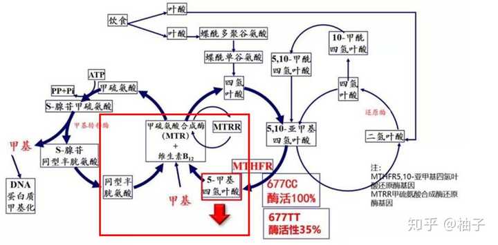 所以 缺乏叶酸可能会导致高同型半胱氨酸血症.