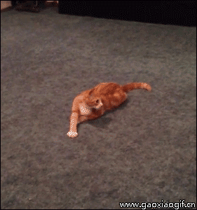 猫是否知道自己有尾巴?