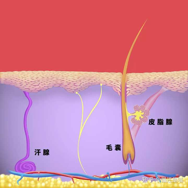 怎么消除脸上痘痘和挤完痘痘留下的痘印?