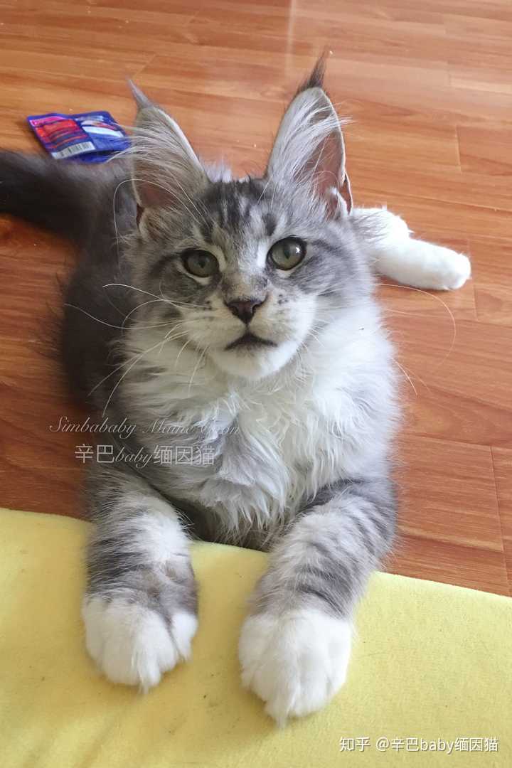 最好看的银虎斑缅因猫长什么样子?