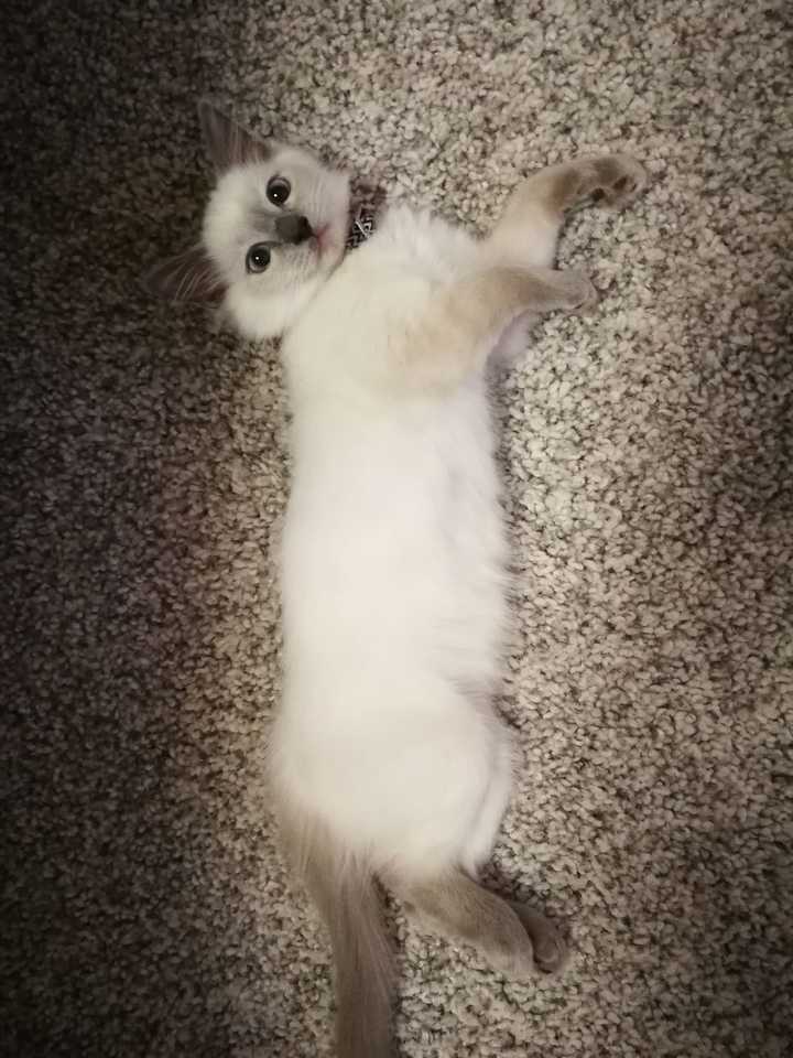 布偶猫真的有尴尬期嘛?