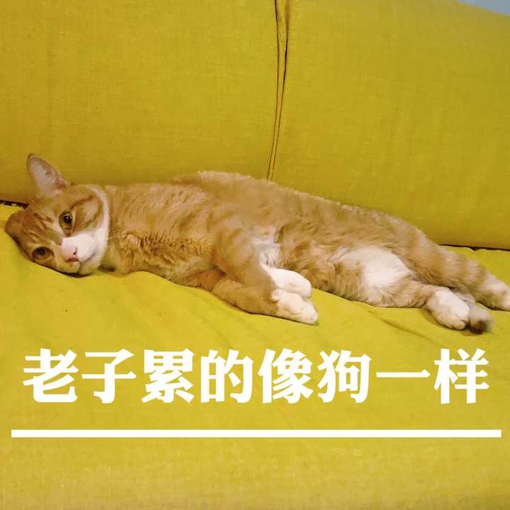 图文无关,我只是想秀一下猫