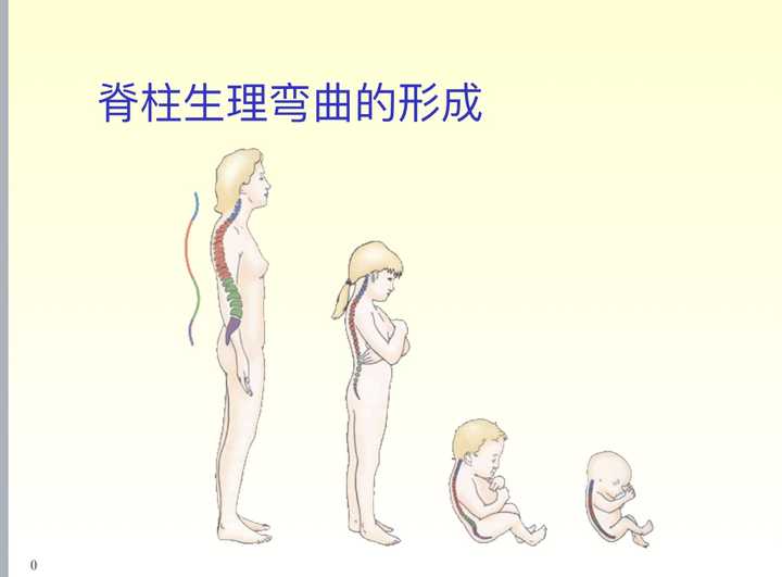 成人的脊柱的生理弯曲是在成长过程中为适应受力而逐渐形成的,在婴儿