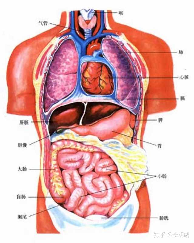 建议女生带束腰吗?