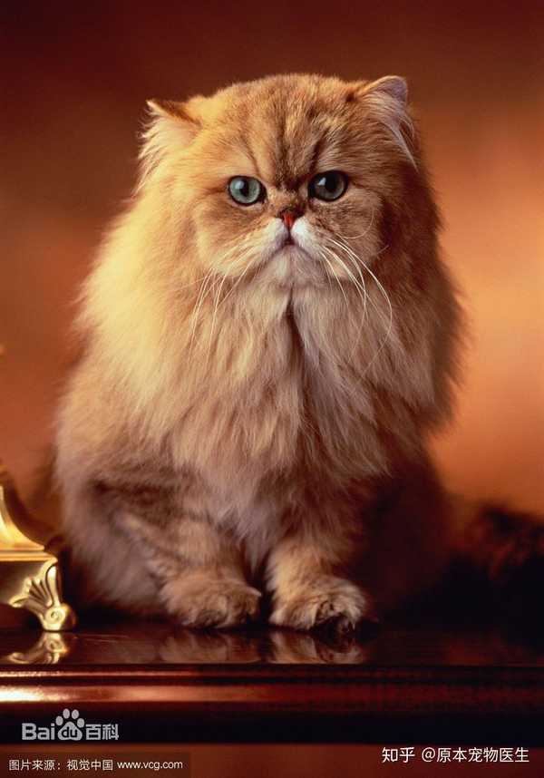 茜酱爱吸猫 的想法: 波斯猫(persian cat)是以阿富汗的土种… - 知乎