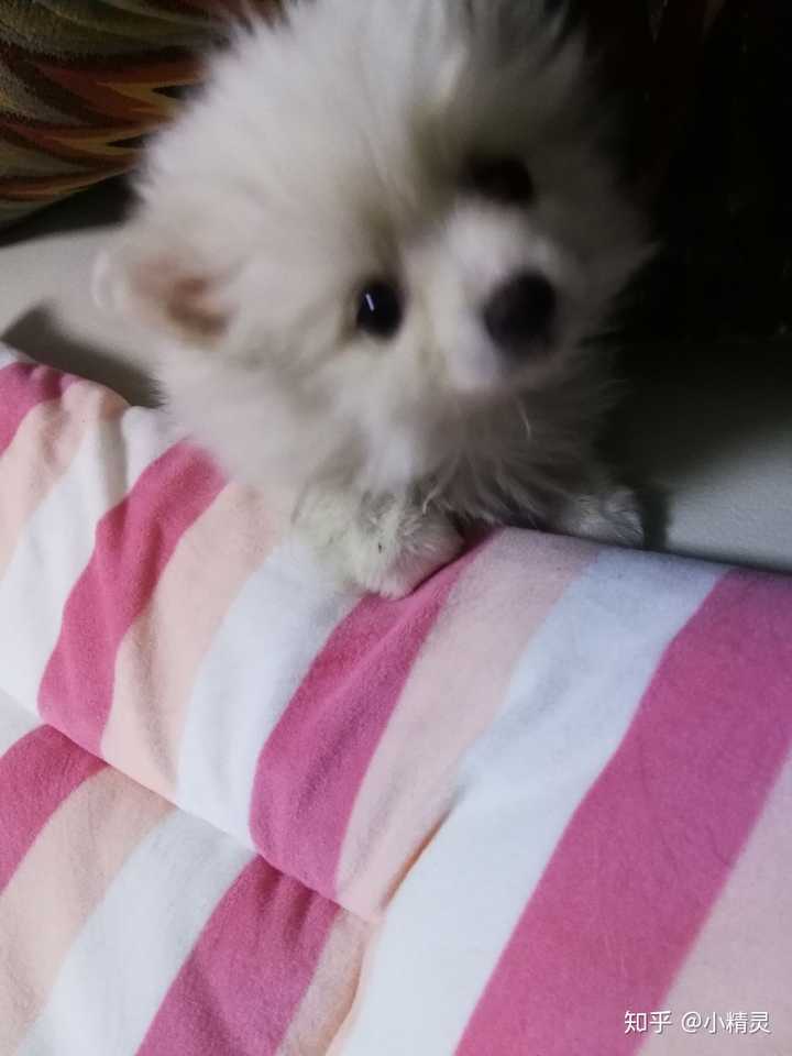 狗狗得了细小怎么办?