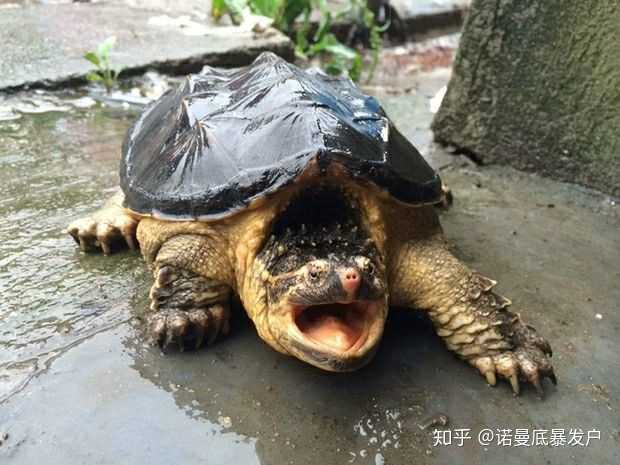 有的一斤左右的大鳄龟只要四十多元,一只五六公分的小苗却要100多
