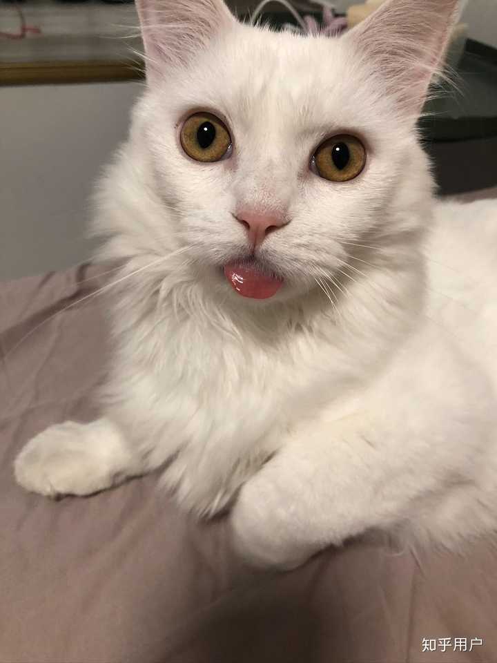 和我家的猫感觉很像啊,我家是田园和蓝猫的混血.