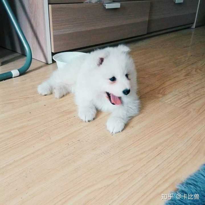 有哪些狗狗小奶狗时期和长大后的对比照片值得分享?