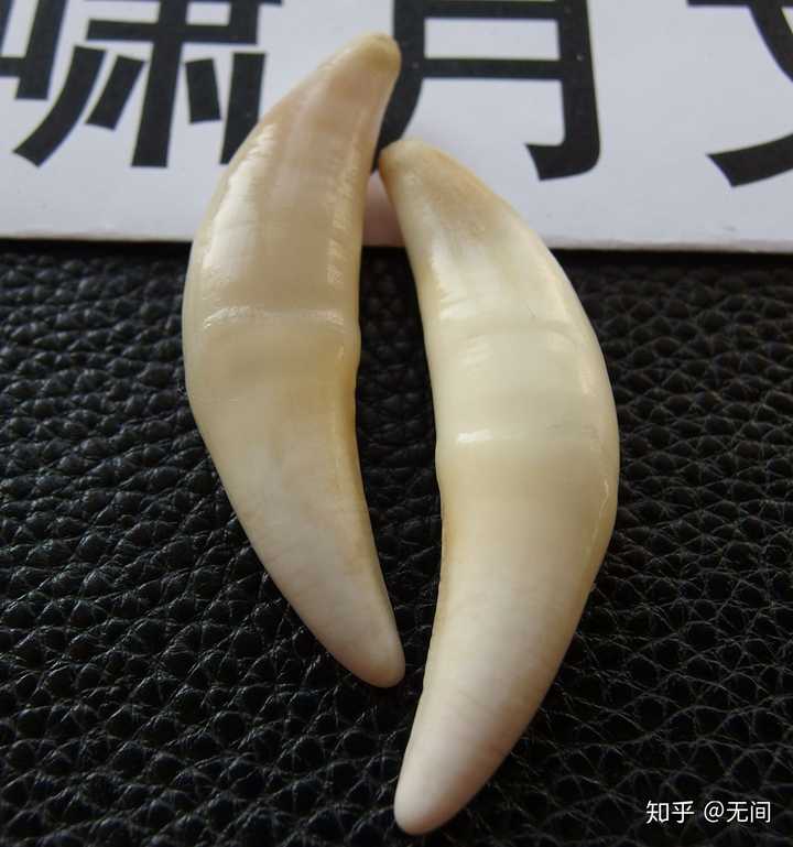 如何鉴定狼牙和狼髀石?