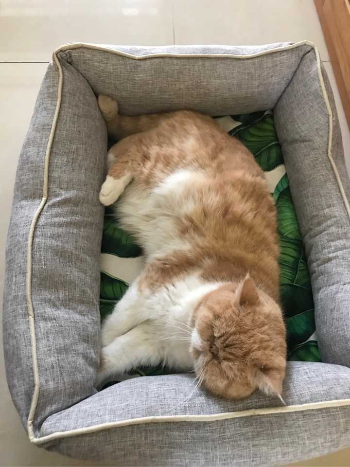 加菲猫真的超喜欢睡觉 这样睡
