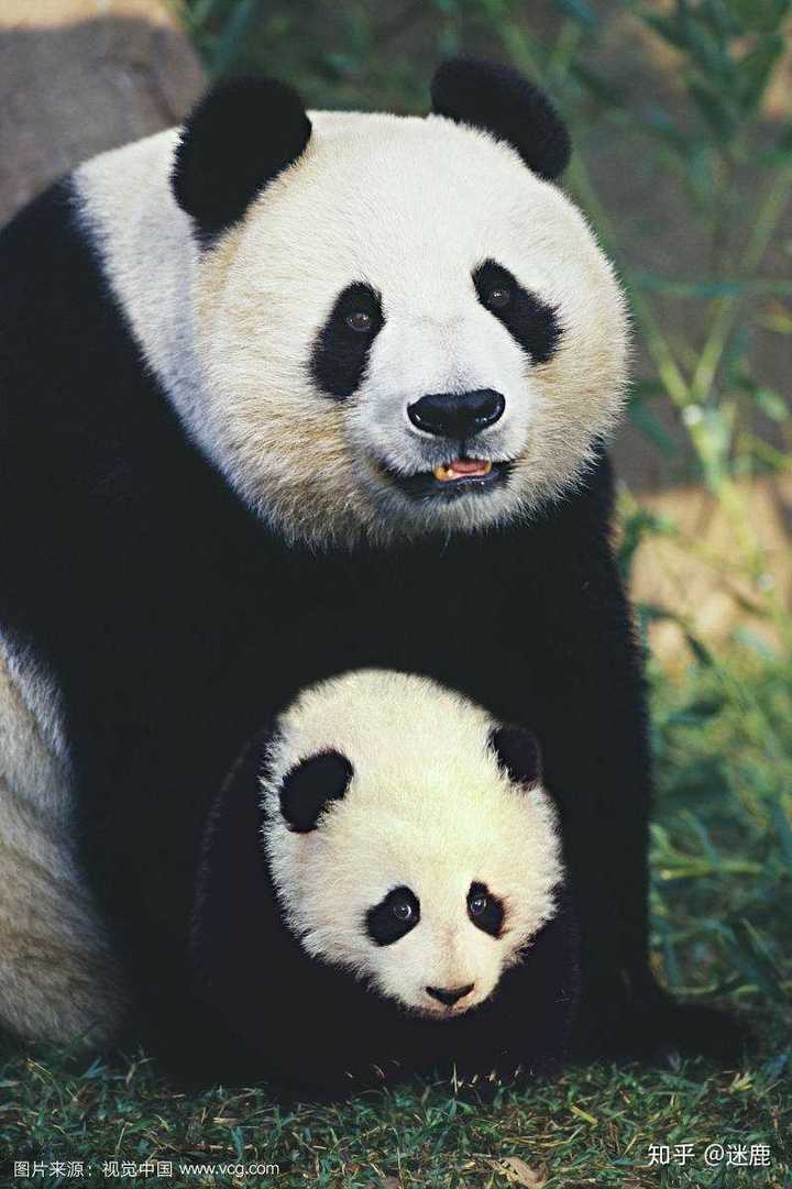 可爱的熊猫宝宝,害羞啦!