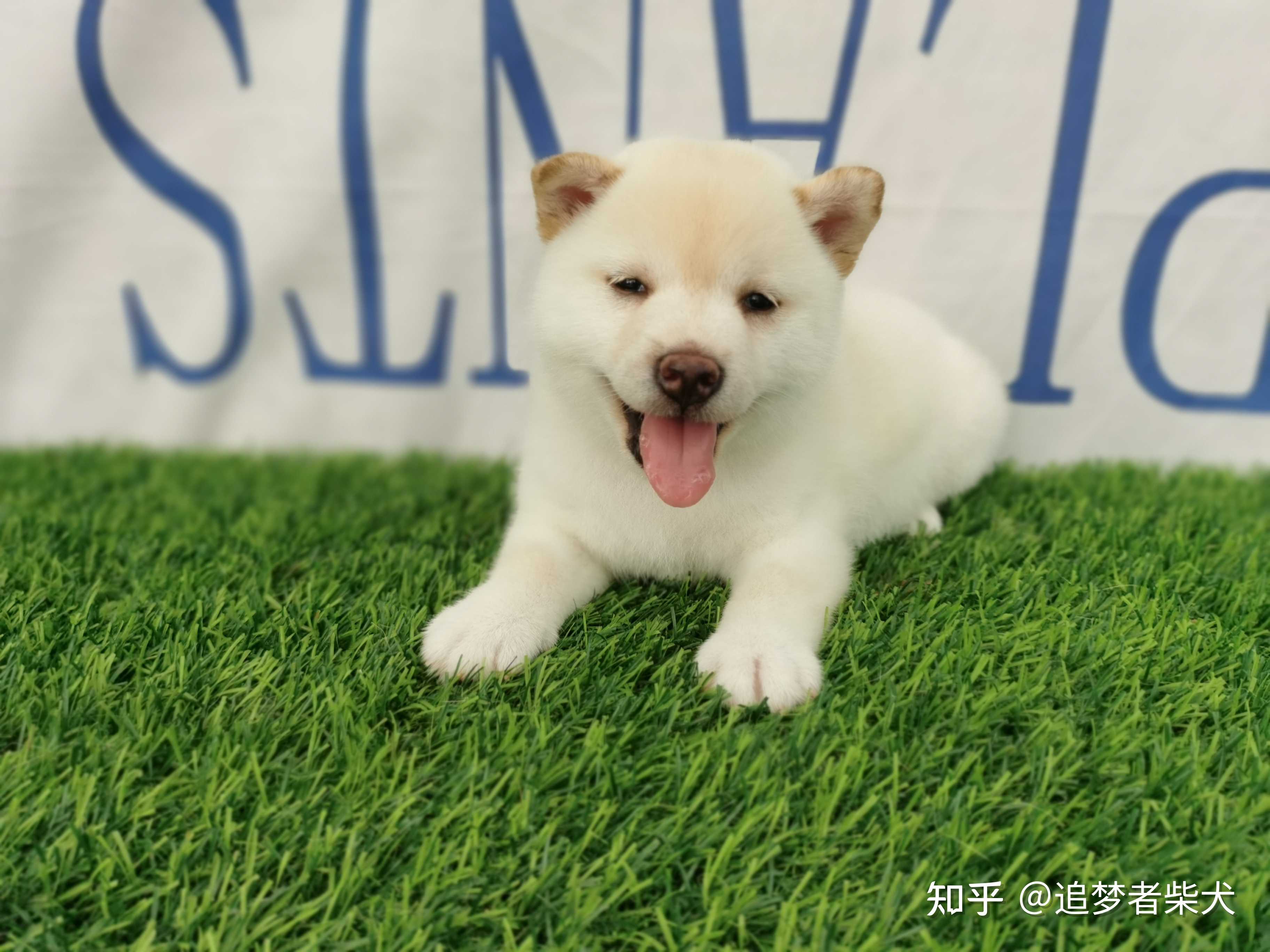 追梦者柴犬 的想法 可爱的小白柴和大家见面,喜欢的可来聊 知乎