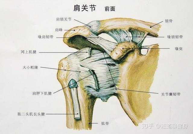 手臂转动时肩关节有响声是为什么