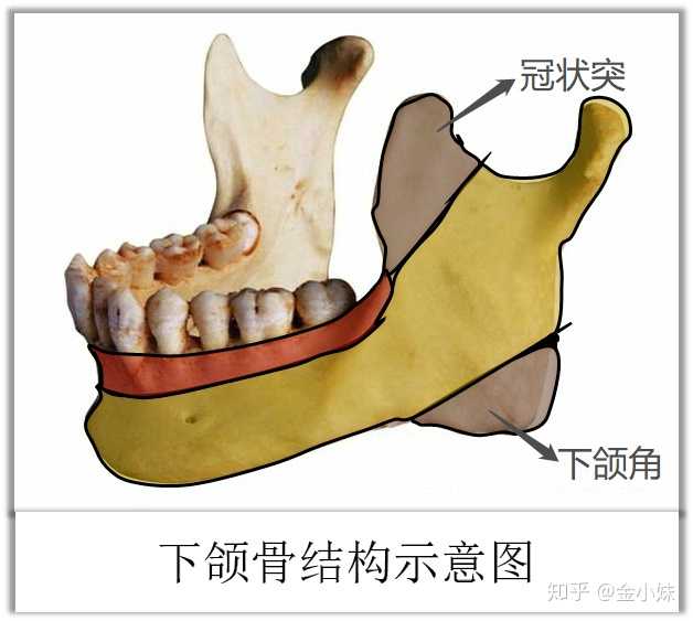 比如下面这个,伴随着肌肉的运动,下颌角和冠状突变得明显.