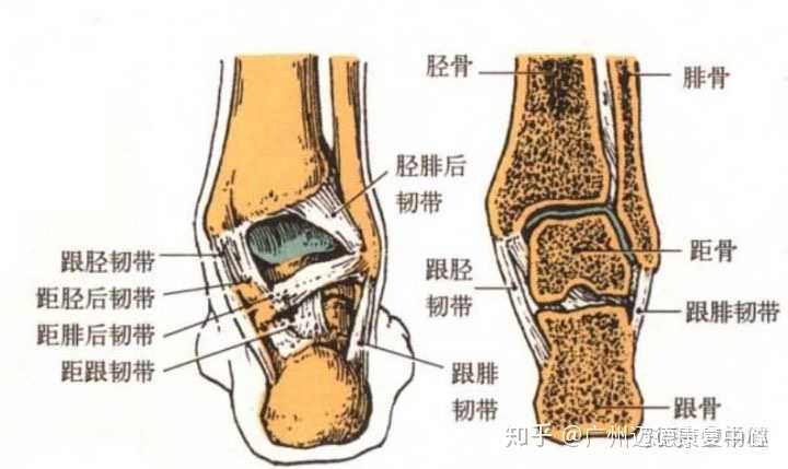请从踝关节的解剖结构特点,篮球运动对踝关节的要求两