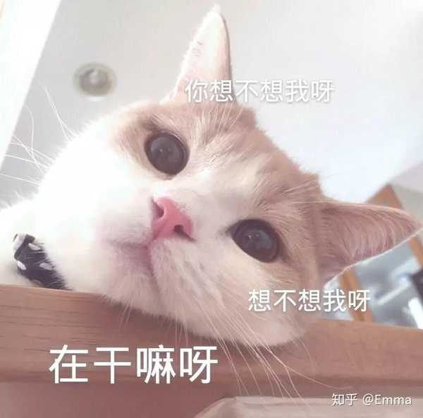 有哪些可以哄女朋友的表情包?