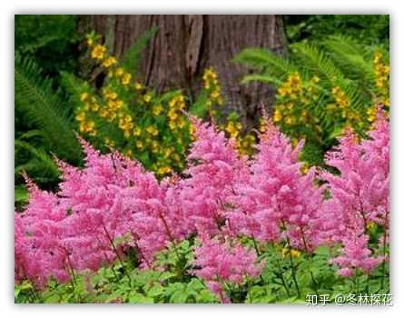 冬林探花 的想法: 落新妇,8月11日的#生辰花# [鲜花]