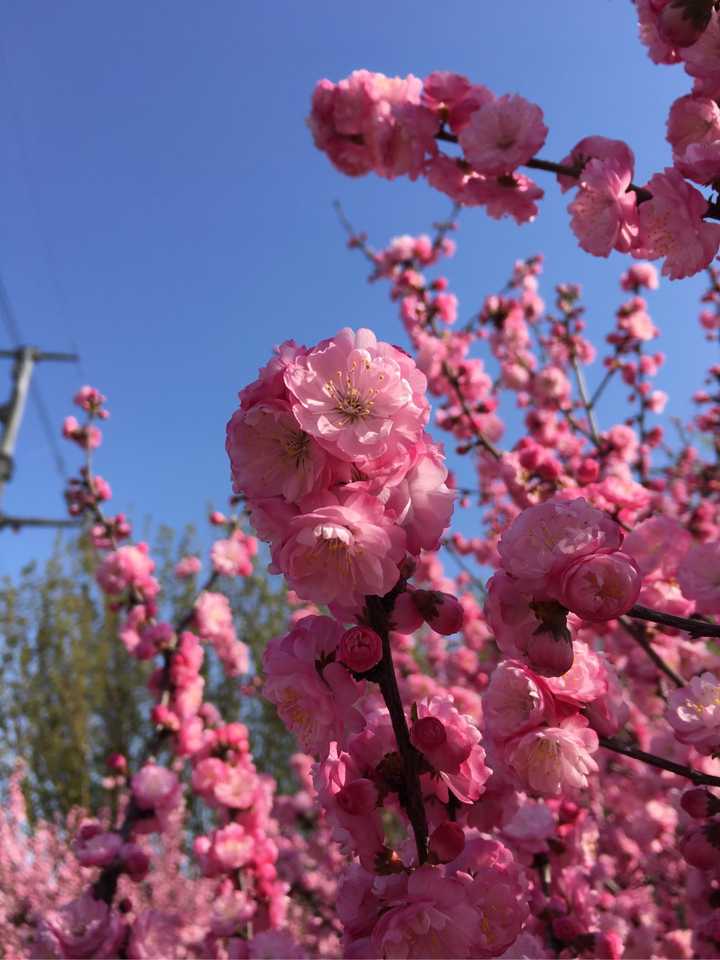 如何区别樱桃花,樱花,梅花,梅子花,果桃花和桃花?