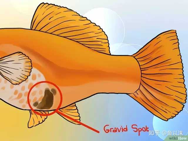 球状帆鳍鲈等鱼类因怀孕而产生的隆起较其他鱼类位置更靠前,就在鱼鳃