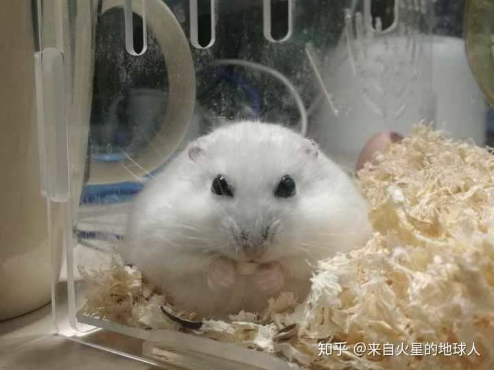 仓鼠可以胖到什么程度?