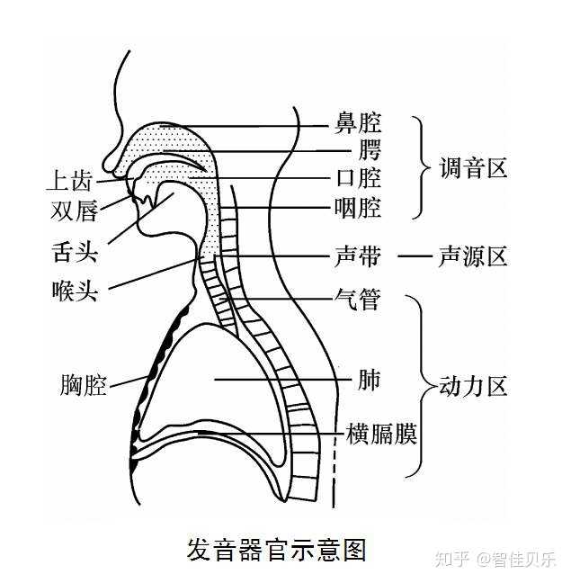 (1)构音器官:下颌,唇,舌,牙齿,硬腭,软腭,口腔,咽腔,鼻腔等.