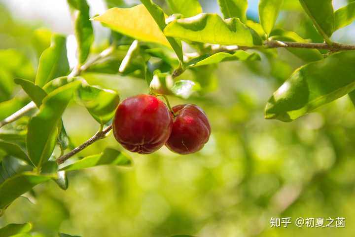 阿西罗拉(acerola/针叶樱桃