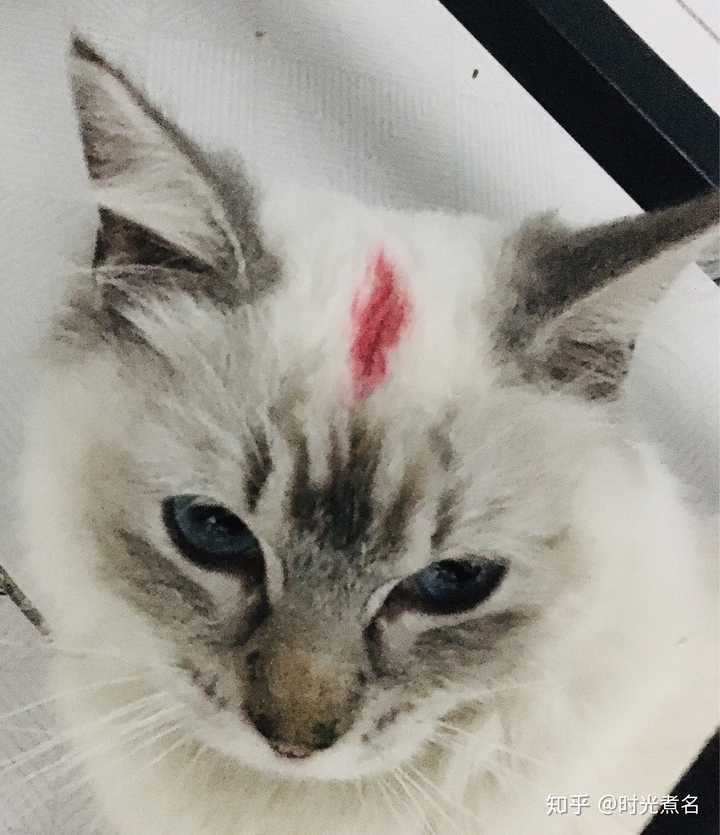 布偶猫脸长得凶怎么办?