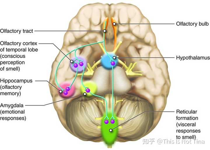 嗅觉通路是所有感官通路中唯一直接与海马体(hippocampus)相通的,而