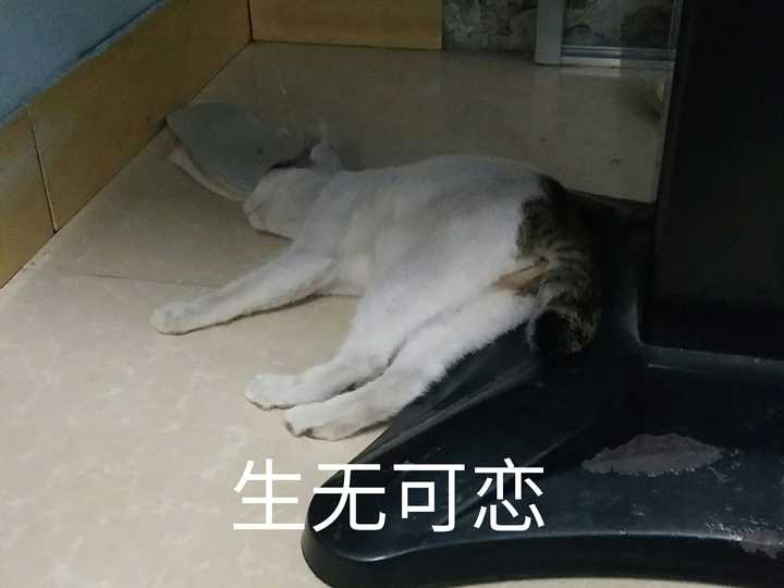 它感觉自己已经是只废猫了