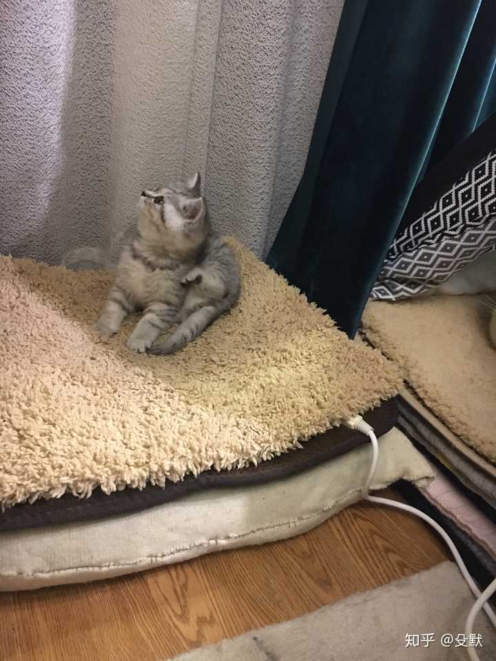 你家的猫都有哪些骚动作?