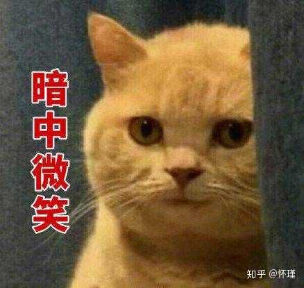 各位小伙伴有没有暗中观察橘猫的表情或者头像?