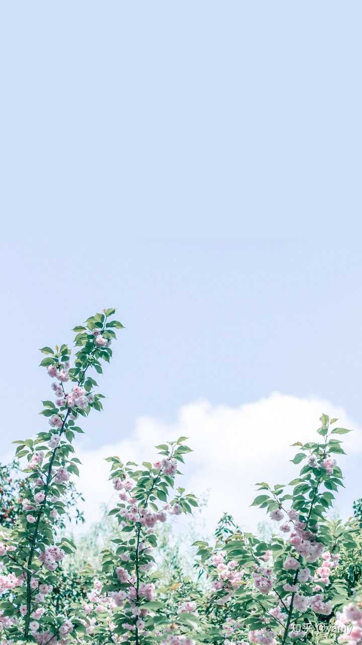 有哪些适合夏天的壁纸?