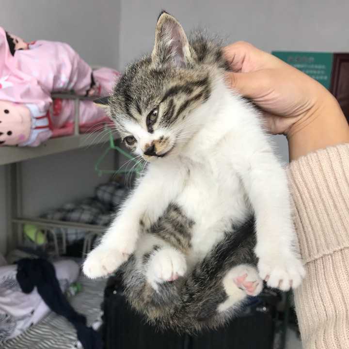 经常看到猫妈妈或狗妈妈叼着自己的娃跑来跑去的,小猫或小狗不会痛的