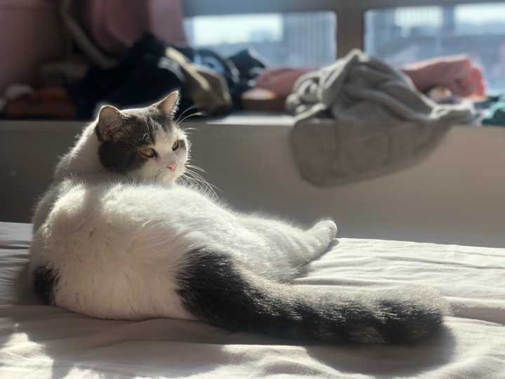猫咪有哪些奇葩的坐姿?
