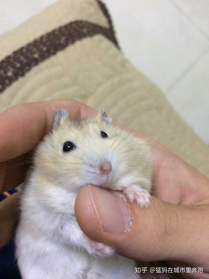 仓鼠认识主人吗?