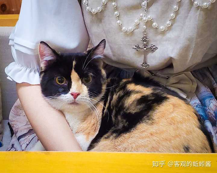 玳瑁猫有没有貌美的例外存在?