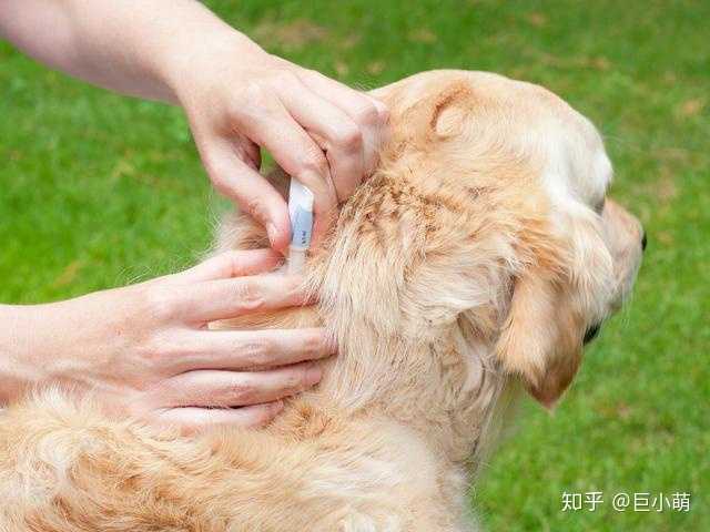 狗狗体内驱虫用那种药好?