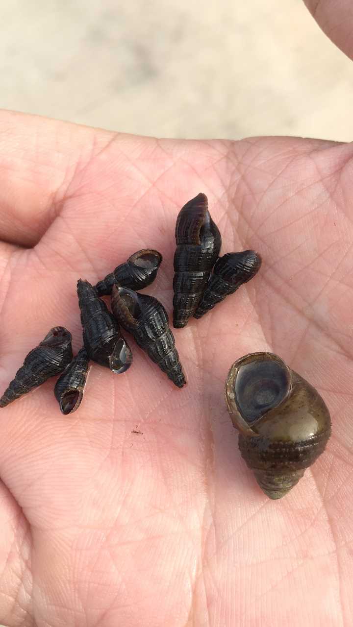 这2种是什么螺?