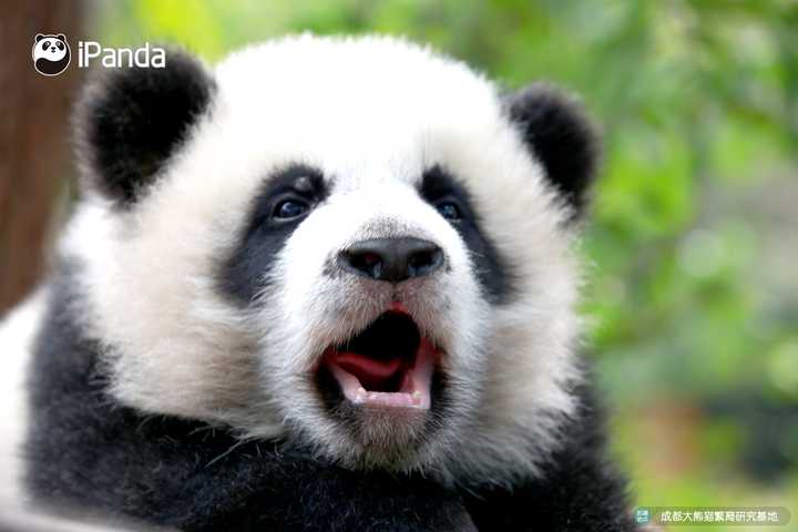 你拍过哪些可可爱爱的熊猫照片/视频?