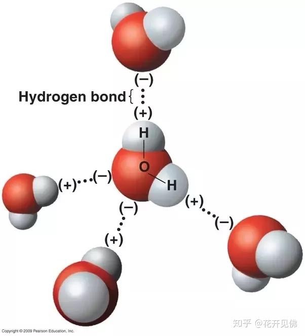 水分子形成的4个氢键 其实氢键的本质是n,o,f这三种原子上的孤对电子