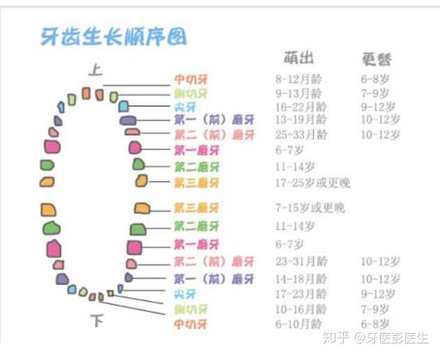 正常情况下人会生长28颗牙齿,上下各14颗,一排左右各七颗牙,如果一排