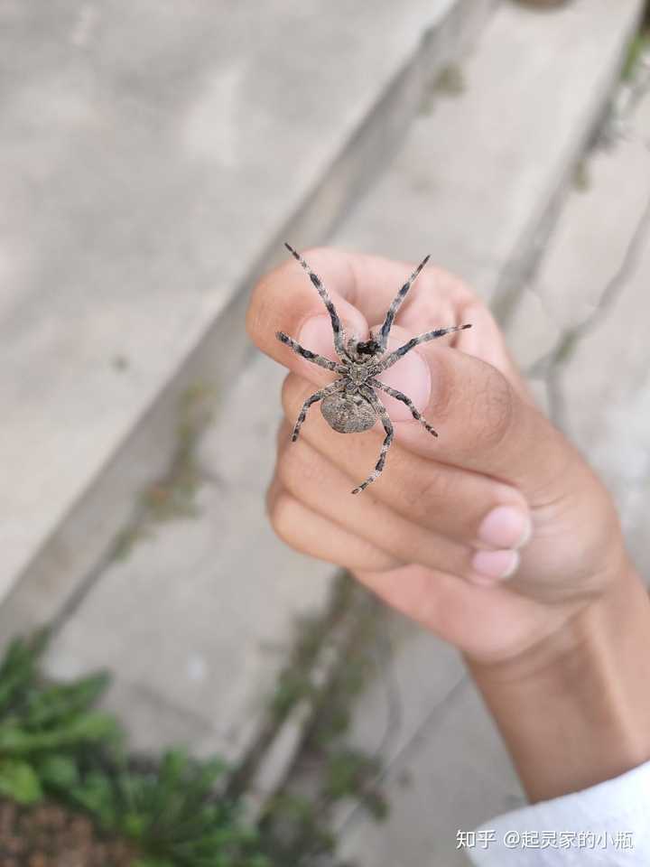 有没有女生踩死过虫子的?