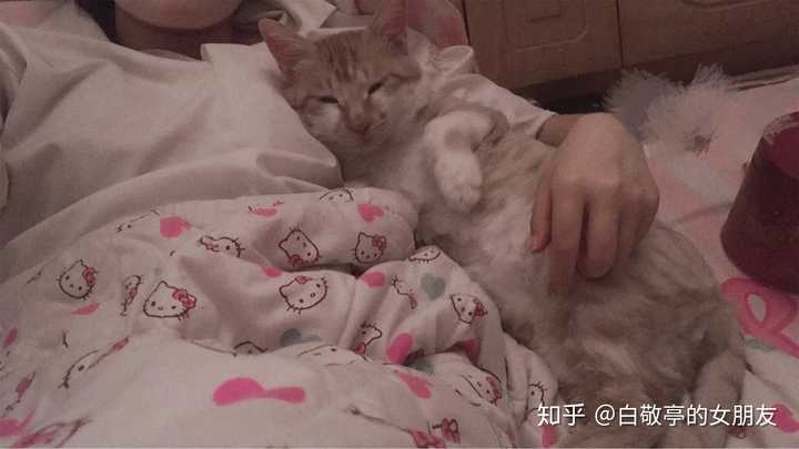 经常会过来靠我肩膀上或者躺我怀里经常睡我枕头上,话特别多,老叫,有